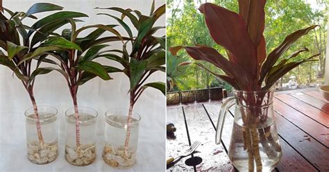 Growing Cordyline in Water | Propagating Ti Plant | Balcony Garden Web