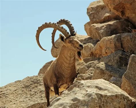 Nubian Ibex - Facts, Diet, Habitat & Pictures on Animalia.bio