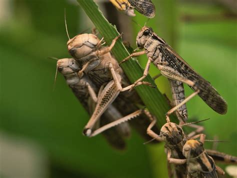 What does locusts symbolize in the Bible? - Christian Faith Guide