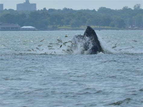 Local whale sightings are on the rise; here's why