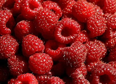 Pin by Michele Dijoux on fruits | Raspberry fruit, Raspberry cream pies, Raspberry