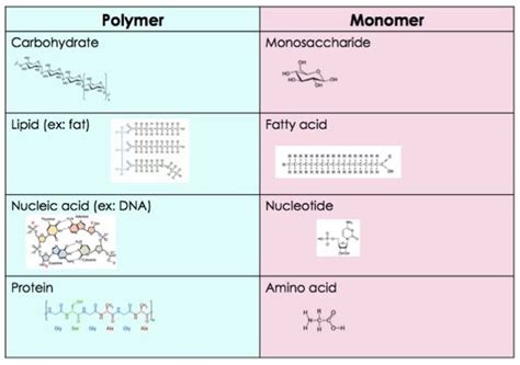 Monomers and Polymers — Role & Importance - Expii