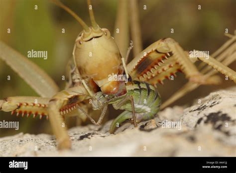 Grasshopper predators hi-res stock photography and images - Alamy