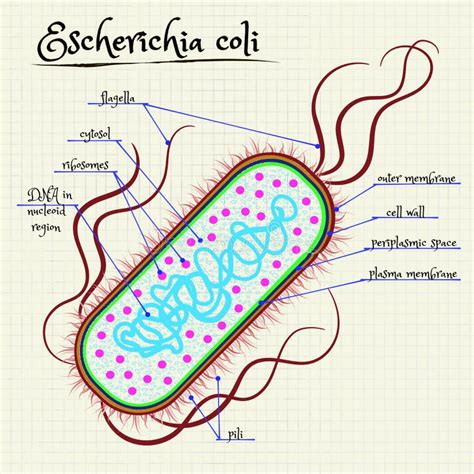 The Structure of Escherichia Coli Stock Vector - Illustration of ribosomes, colorful: 56771276