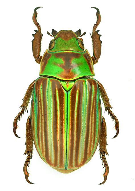 54 of the Most Colorful Beetles in the World - Color Meanings