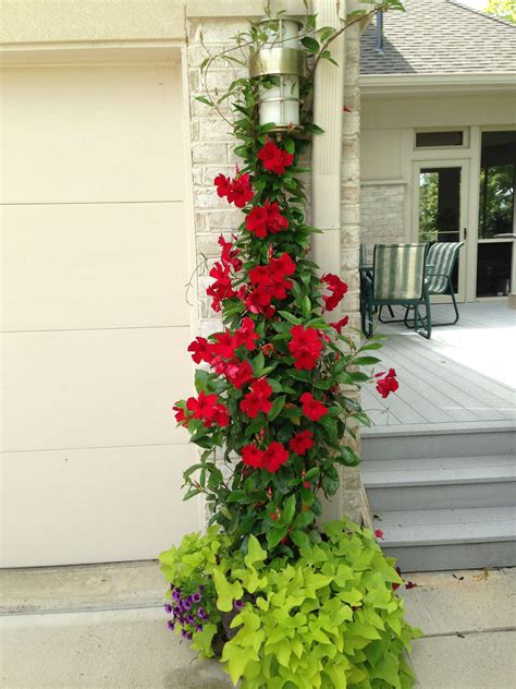 red mandevilla, potato vine, and grape calibrachoa at Quadri ...