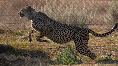 Conservationists Skeptical of India's African Cheetah Introduction Plan