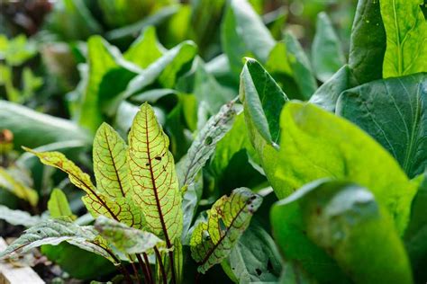 Eight of the Best Herbs for Shade - BBC Gardeners World Magazine