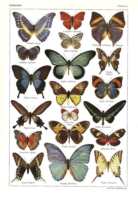 Vintage BUTTERFLIES illustration - Antique French dictionary print ...