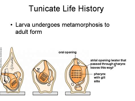 Tunicates [Urochordata]