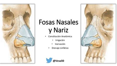 Fosas Nasales Anatomia