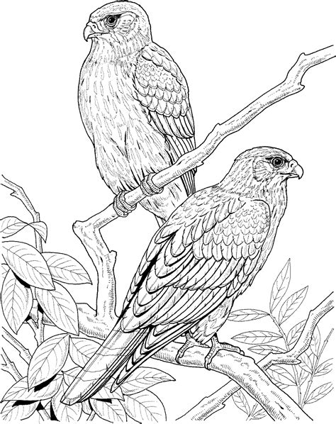 Printable Realistic Bird Coloring Pages