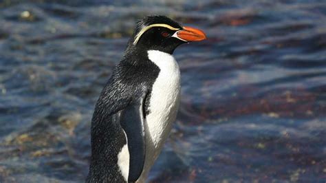 List of Famous Species of Penguin with Yellow Hair