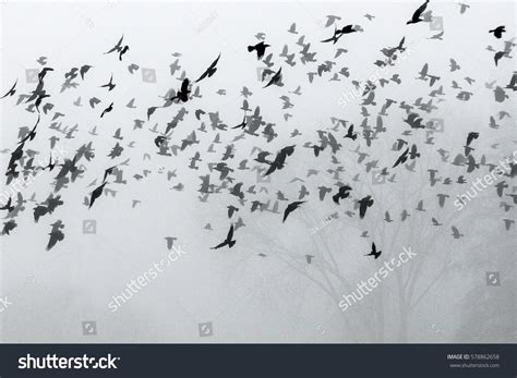 Flock Crows Flying Above Field Into Stock Photo 578862658 | Shutterstock