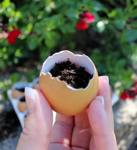 Starting Seeds In Eggshells - Honey N Hydrangea