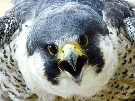 First falcon egg hatches at MidAmerican nesting box | Peregrine falcon, Falcon, Nesting box