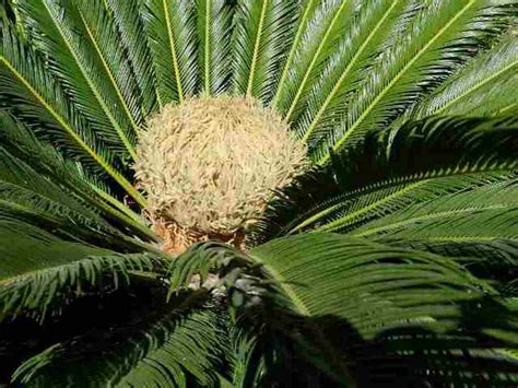 Plants & Seedlings 10 LARGE Seeds Cycas Revoluta 6 Japanese Sago Palm 3 ...