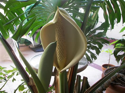 Image - Monstera deliciosa flower.jpg - Houseplant Wiki