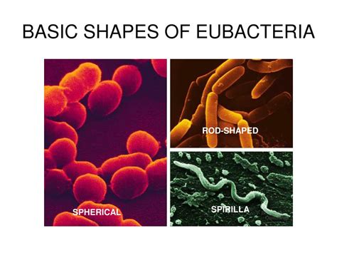 PPT - BACTERIA PowerPoint Presentation - ID:25962