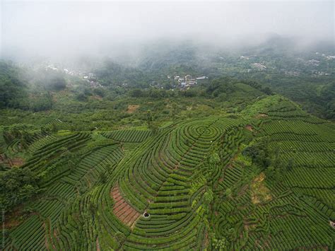 «Aerial View Of Tea Plantation In SIchuan China» del colaborador de ...