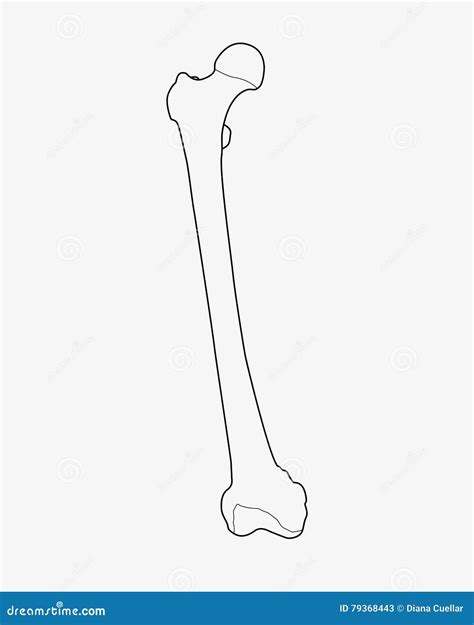 Femur Bone Structure Cartoon Vector | CartoonDealer.com #110334241