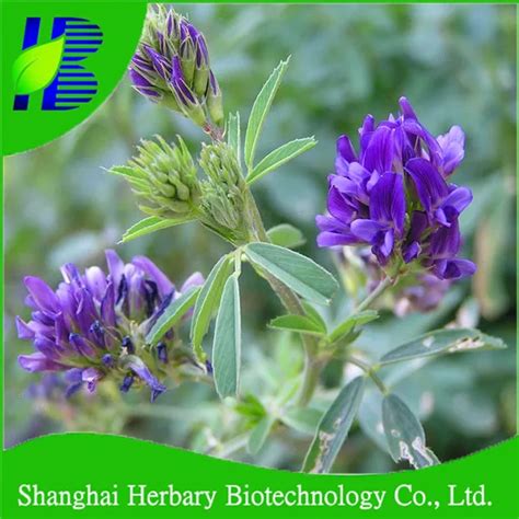 Alfalfa Medicago Sativa Seeds - Buy Alfalfa Grass Seed,Grass Seeds,Grass Seed Product on Alibaba.com