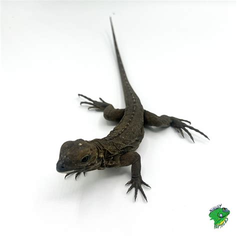 Rhinoceros Iguana - big baby - Strictly Reptiles