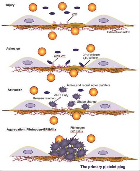 Primary hemostasis