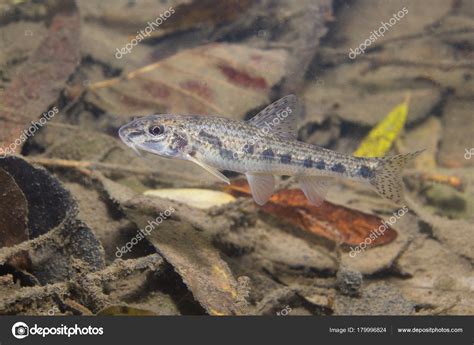 Gudgeon (Gobio gobio) underwater photography, river habitat — Stock ...