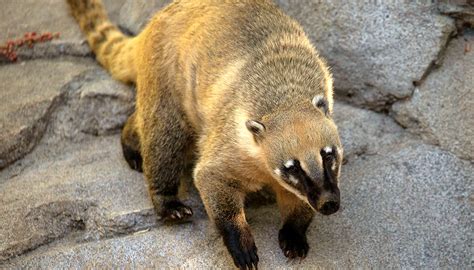 Coati | San Diego Zoo Wildlife Explorers