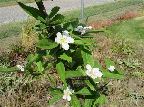 Home Fruit Garden Tour – Medlar | NW Fruit (Western Washington Fruit ...