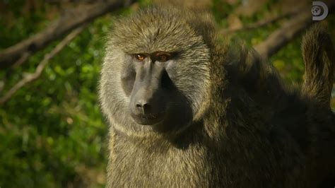 Serengeti finale exclusive: Bakari the lovelorn baboon might just make it after all ...