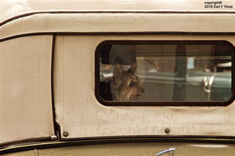 Dog in car window - KARL F. ROSE PHOTOGRAPHY AND VIDEOS