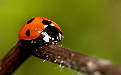 Cute Ladybug Wallpapers - WallpaperSafari