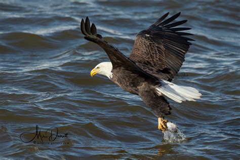 Wildlife Gallery Amazing Bald Eagle Photos