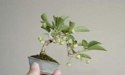 World's Smallest Tree Species | Information Hub Of Besties