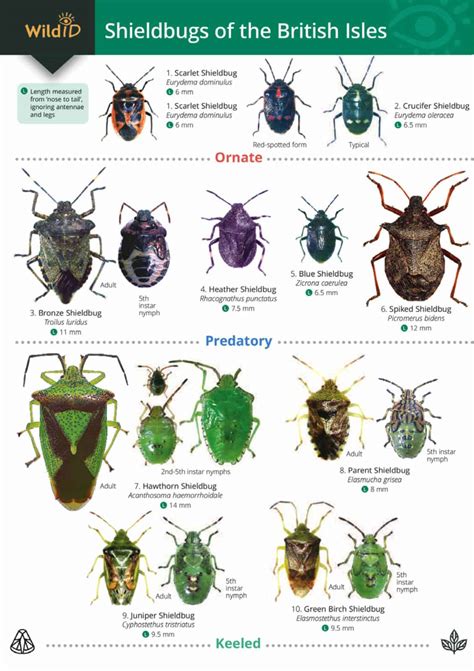 Shieldbugs guide – Field Studies Council