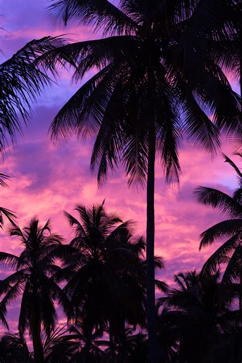 purple palm tree sunset - Cruz Manns