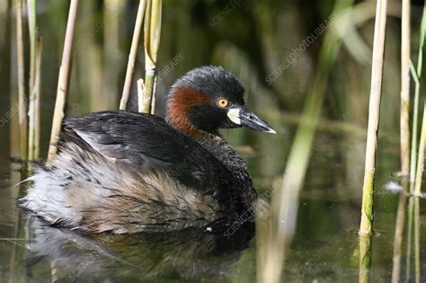 Australasian grebe, Brisbane, Australia - Stock Image - C048/6209 - Science Photo Library