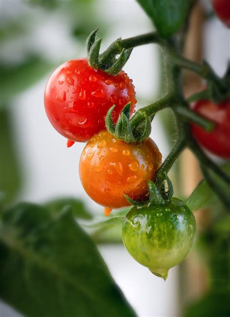 Watering Tomatoes in Pots Like a Pro: Secrets of Experienced Gardeners Revealed - Cultivating ...