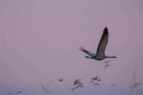 Wallpaper : Flight, crane, f gel, trana, pulken, flock, wing, perching bird, vertebrate, bird ...