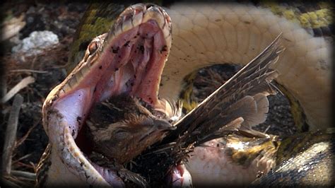 Python eats Bird 03 - Python Eats Bird Alive - Music - YouTube