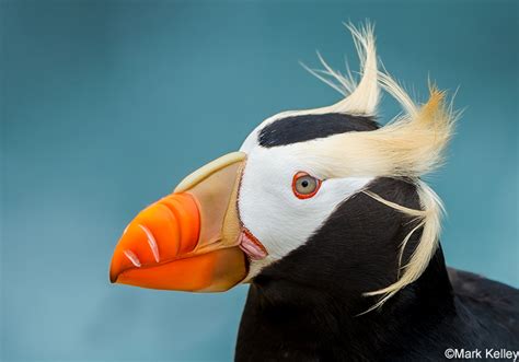 Tufted Puffin - Diet | Habitat | Lifespan | Adaptations - Bird Baron