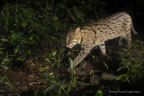 Best Fishing Cat Conservation India | West Bengal | Sundarbans | Baghrol Basa