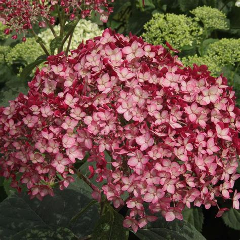 Hydrangea arborescens Invincibelle® Ruby | Smooth hydrangea, Hydrangea ...