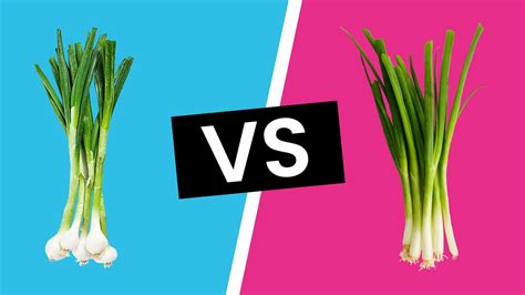 Scallions vs Green Onions - What's the Difference? - YouTube