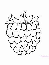 Raspberries On Vine And The Branches Coloring Sheets Pages sketch template
