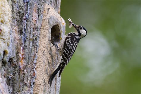 Red-cockaded Woodpecker | Audubon Field Guide