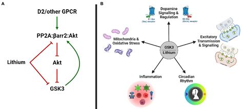 Frontiers | Inhibition of glycogen synthase kinase 3 by lithium, a ...