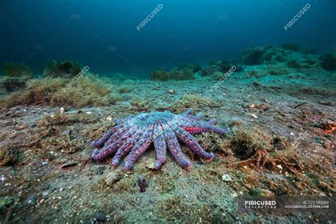 Sunflower sea star on seabed — saltwater, Color Image - Stock Photo ...